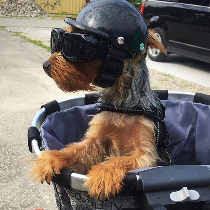Commuting By Bike - Pet Helmets Dog Cat Bicycle Motorcycle